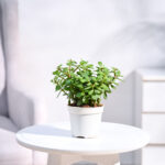 Nursery Root - Jade Plant Mini Varigated