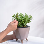 jade1
