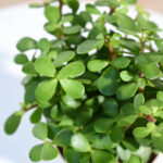jade1