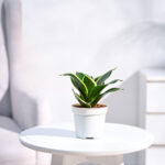 Nursery Root – Snake Plant – Golden Hahnii-1