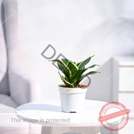 Nursery Root - Snake Plant - Golden Hahnii