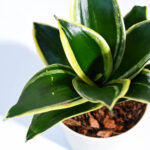 Nursery Root – Snake Plant – Golden Hahnii-1