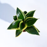 Nursery Root – Snake Plant – Golden Hahnii-1
