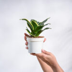 Nursery Root – Snake Plant – Golden Hahnii-1